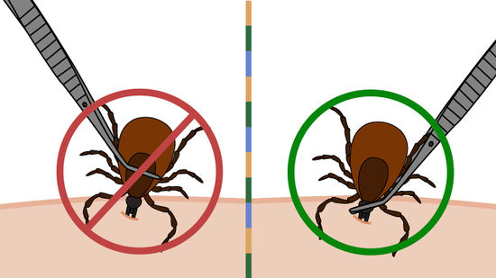 Are Ticks a Threat Even in The Winter?