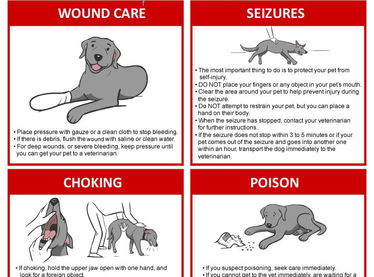 April is National Pet First Aid Awareness Month