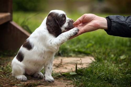 Pawfect Puppy Training provides in home puppy training in Auburn, MA.