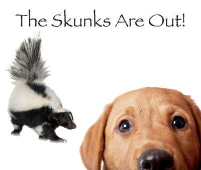 Skunk Season is Upon Us!